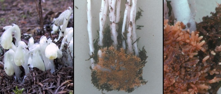 Mycorrhizae on Monotropa