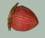 posonut