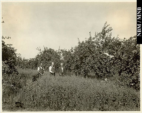 Ferme Cossar, Lower Gagetown, Nouveau-Brunswick