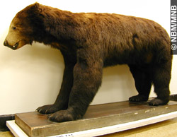 bear