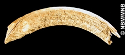 beaver tooth