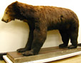 bear