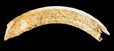 beaver tooth