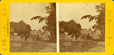 stereograph