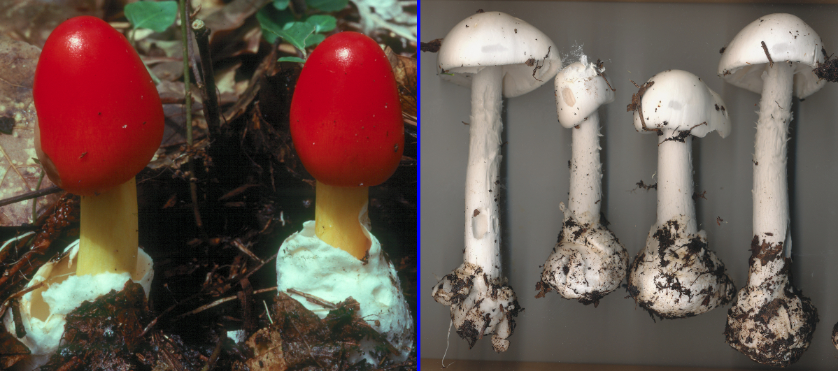 What is a mushroom volva?