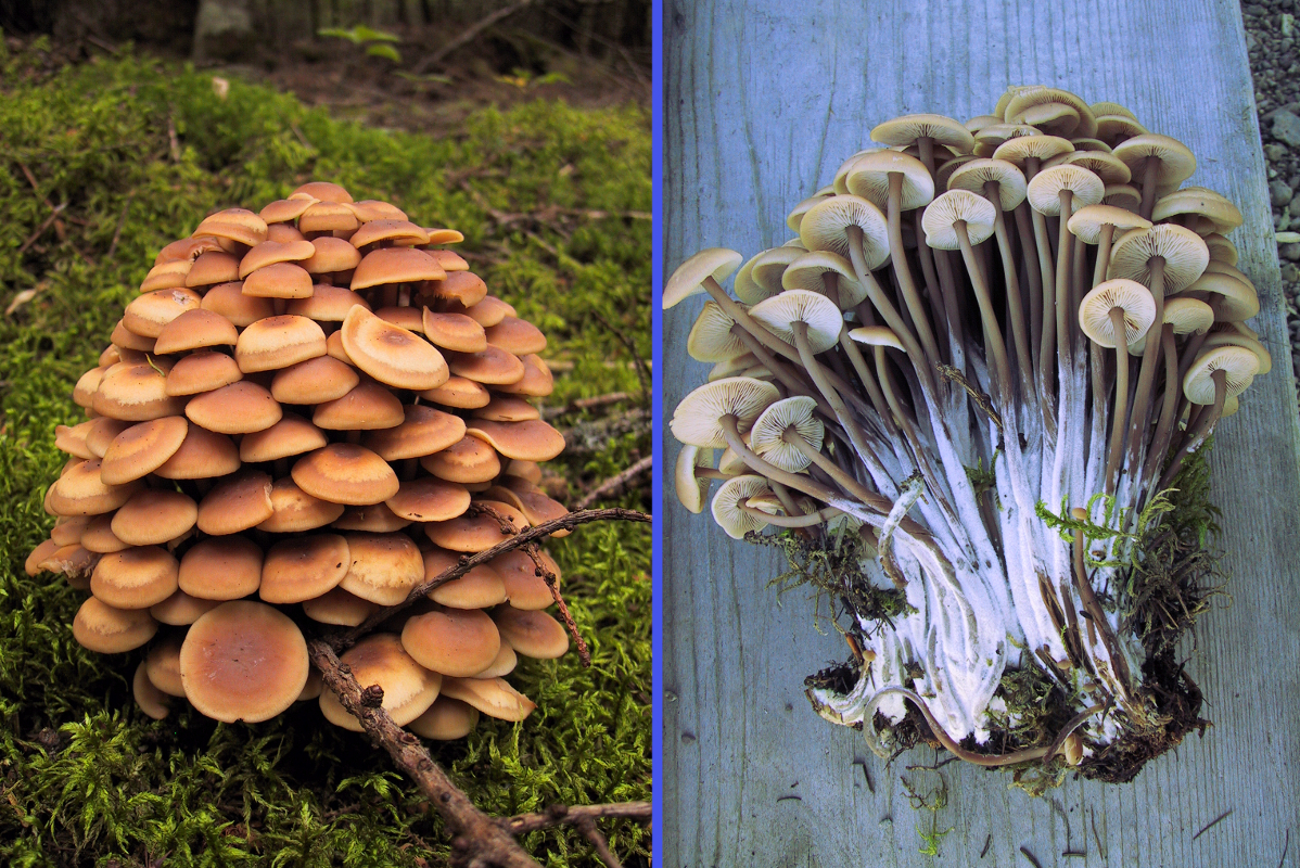 Mushroom Growth Habit