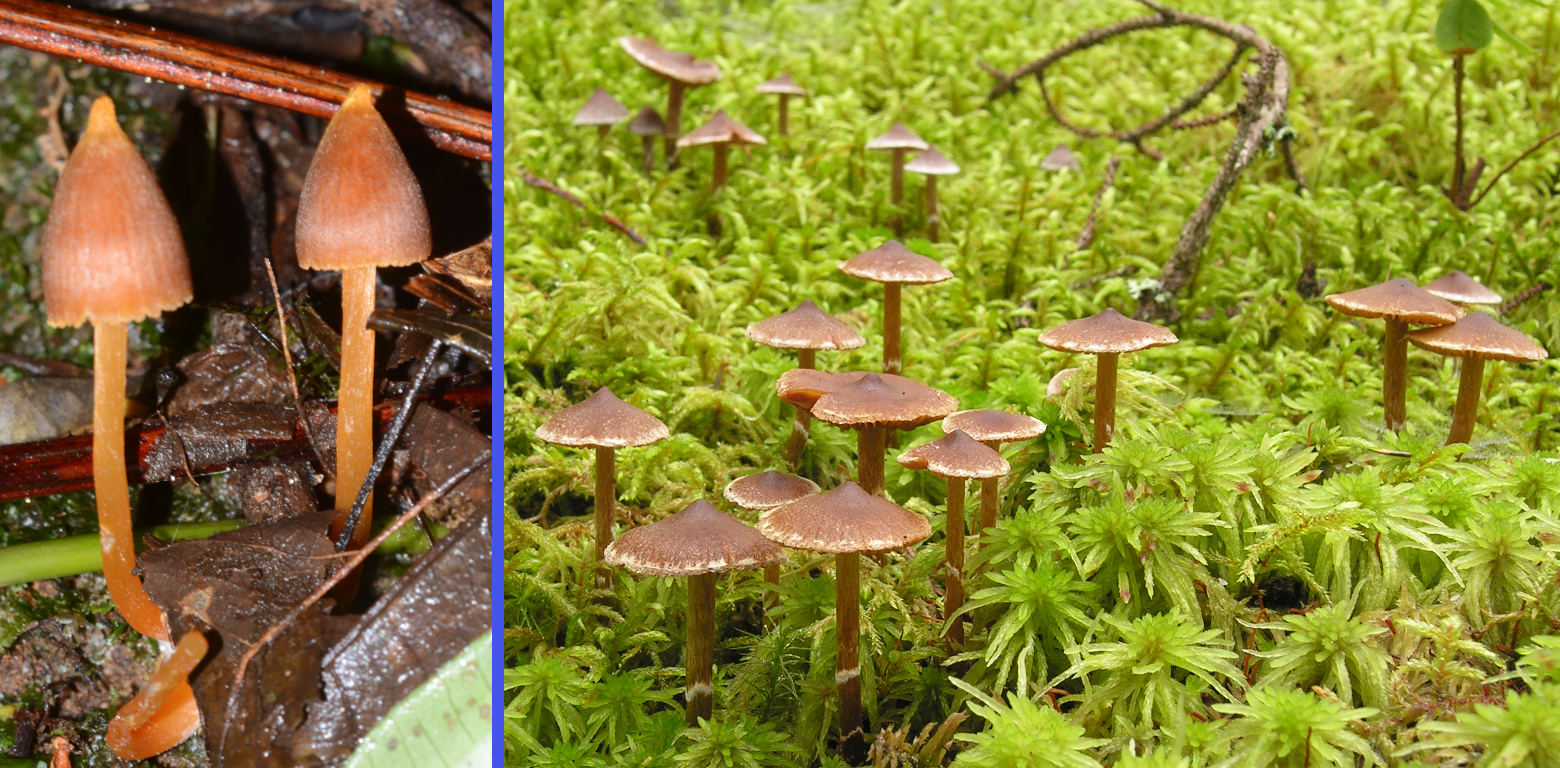 Mushroom Growth Habit