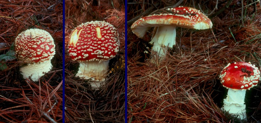 Picture of Amanita muscaria from California