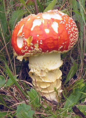 Picture of Amanita muscaria from Newfoundland
