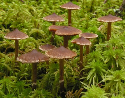 Picture of Cortinarius flabellus