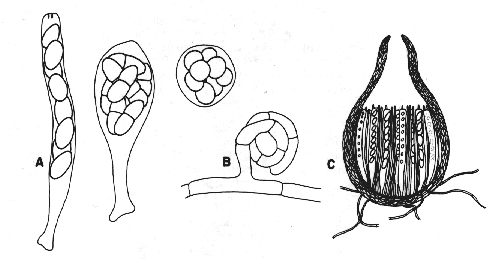 Ascomycete Life Cycle