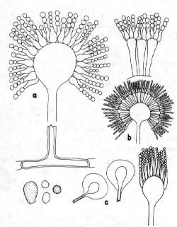 aspergillus conidiophores labeled