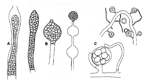 common carp drawings. concentrations Common carp