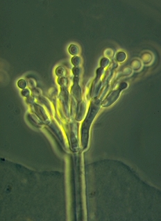 structure of penicillium mold