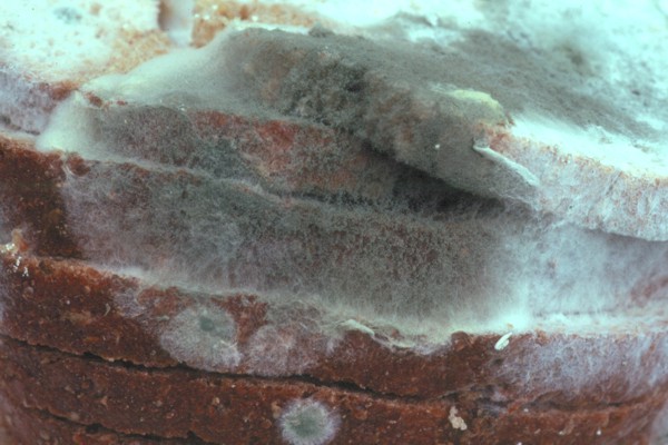 penicillium notatum on bread