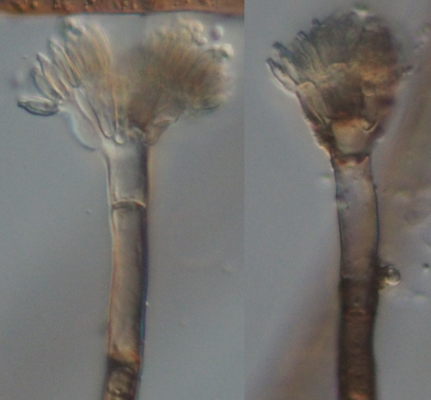 penicillium chrysogenum diagram