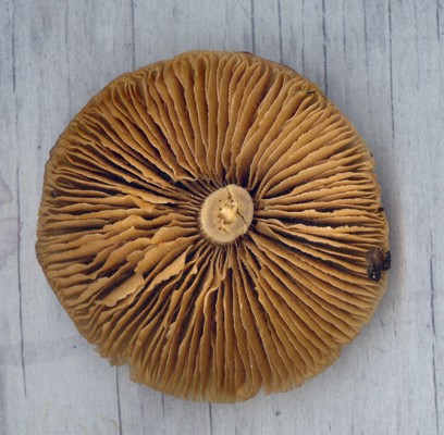 Mushroom lamellae