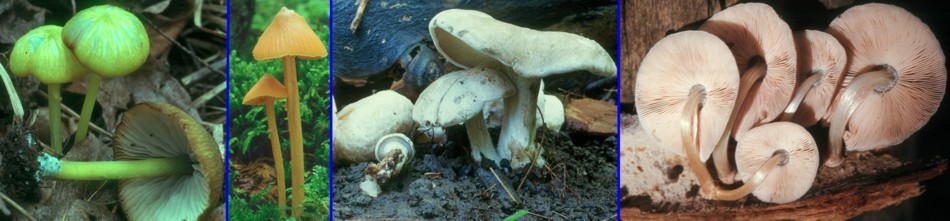 Agaricales with pink spores