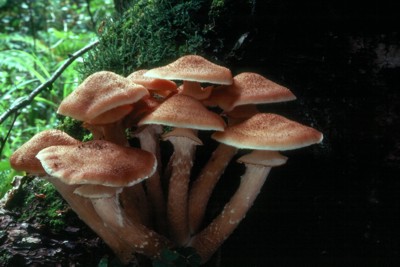 Armillaria ostoyae