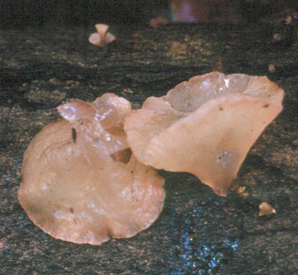 Ascotremella 2