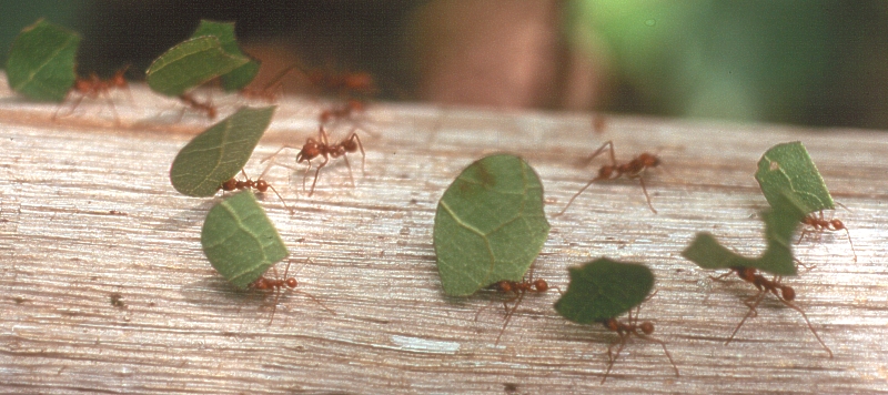 Ants carrying leaves