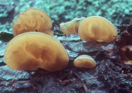 Auricularia auricula-judae 1