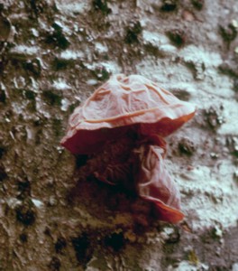 Auricularia auricula-judae 2