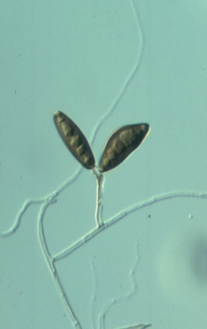 conidia