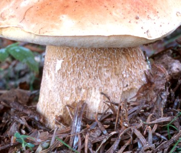 Boletus edulis