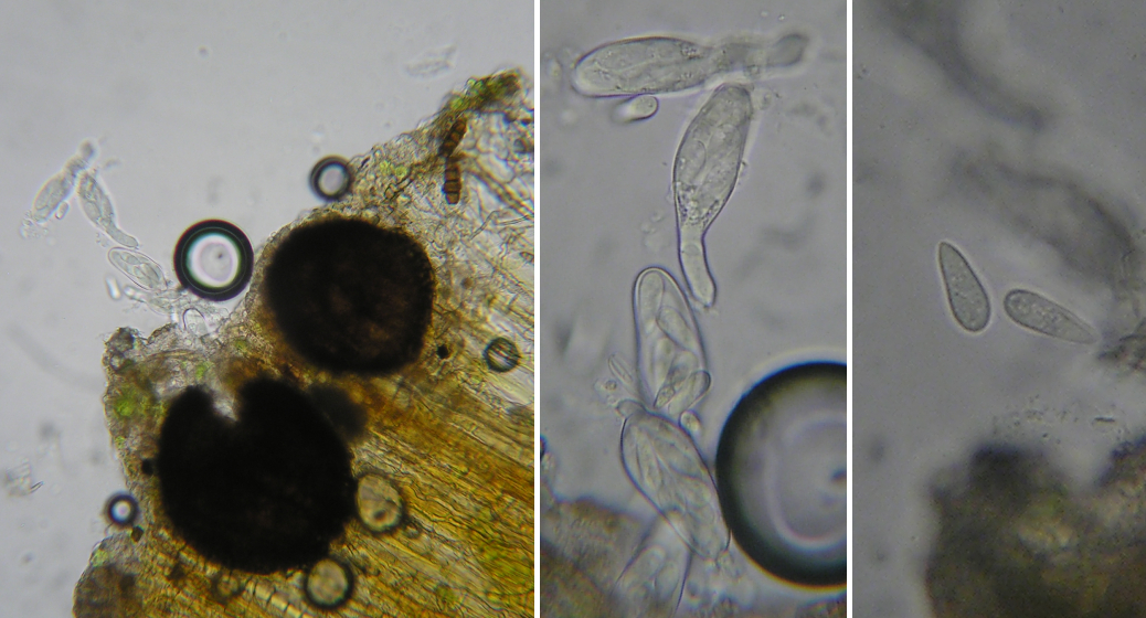 Botryosphaeria on Abies 02