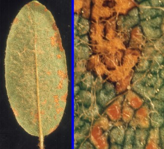 Chrysomyxa ledi