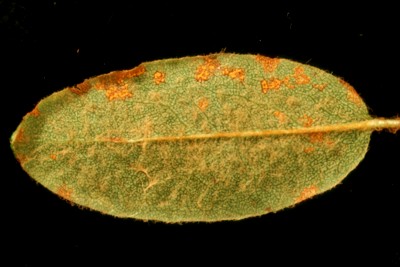 Chrysomyxa on Ledum