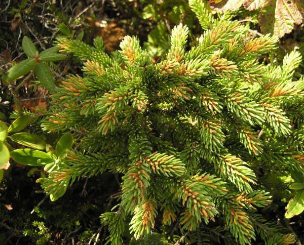 Chrysomyxa ledi on black spruce
