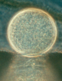 Chytridiomycota