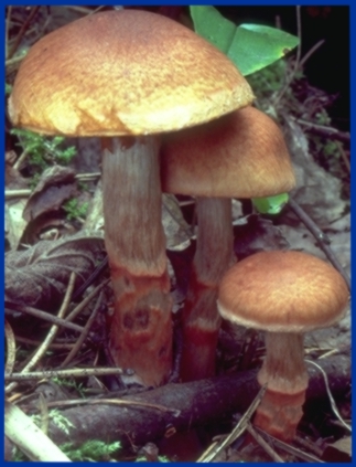 Fungal diversity