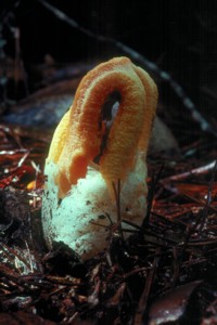 Clathrus columnatus