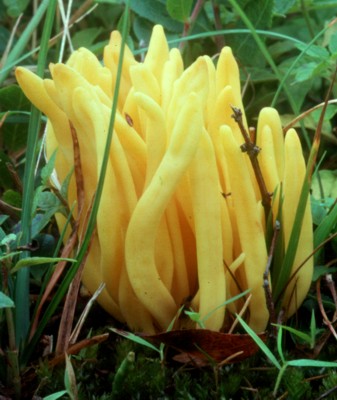 Clavulinopsis fusiformis