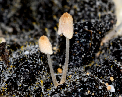 Coprinellus pusillulus