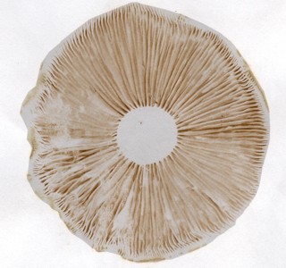 Cortinarius armillatus - spore print