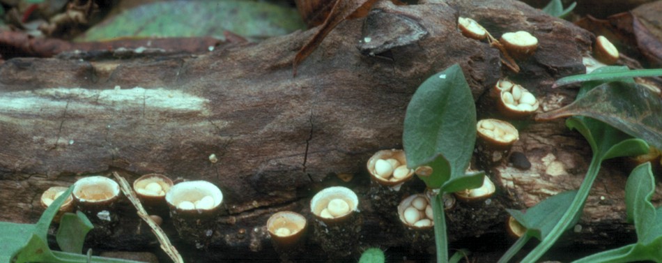 Birds nest fungi