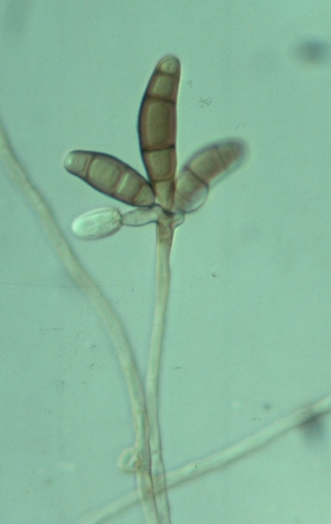 conidia