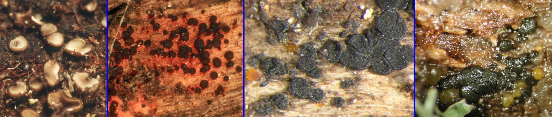 Dark apothecia