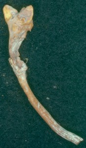 Dendrosphaera