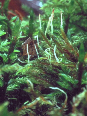 Eocronartium muscicola