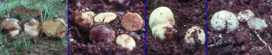 Four species of false truffle
