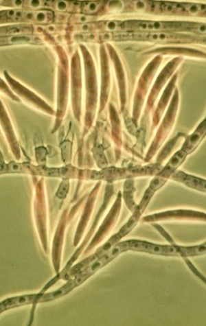 Fusarium