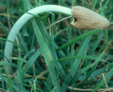 Gastrocybe lateritia