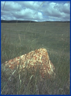 Lichen-covered rock on prairie