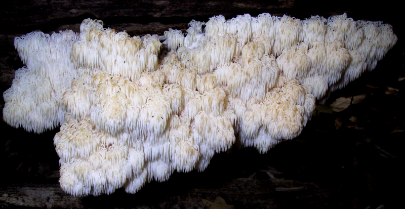 Hericium coralloides