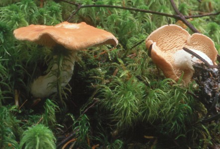 Hydnum repandum